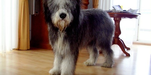 Hundehalterhaftpflicht super!